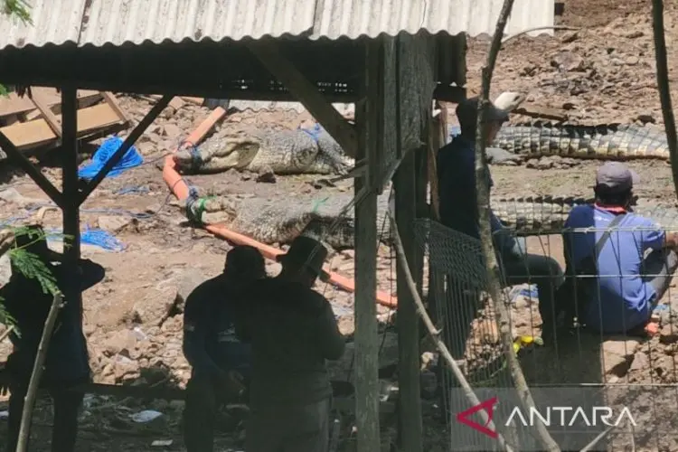 BKSDA Evakuasi 17 Ekor Buaya di Penampungan Cianjur