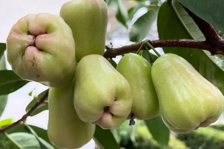 Panduan Lengkap Menanam Jambu Air di Pekarangan Rumah untuk Pemula