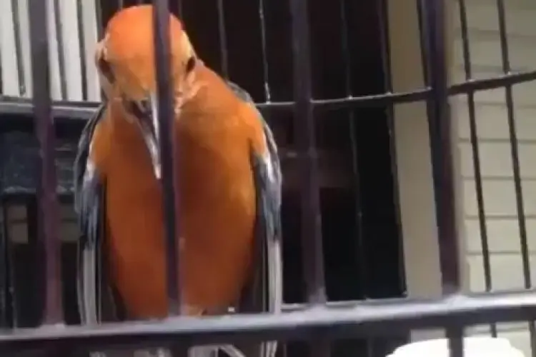 7 Langkah Jitu Merawat Anis Merah: Bikin Burung Kesayangan Anda Makin Gacor dan Sehat