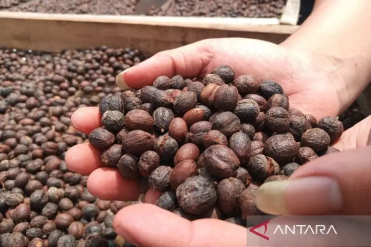 Menanti Permata Hitam Gunung Ciremai Mendunia