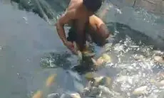 Dilanda Cuaca Ekstrem, 15 Ton Ikan di KJA Perairan Waduk Saguling Mati Mendadak