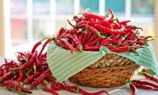 Tanam Cabai Keriting Sendiri di Rumah? Mudah Banget! Nikmati Cabai Segar Setiap Hari dari Kebun Mini Anda