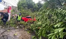 Begini Cara Klaim Asuransi Korban Pohon Tumbang di Kota Bandung