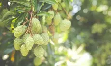 Mengenal Manfaat Buah Srikaya untuk Kulit: Masker Alami untuk Kulit Bersinar dan Sehat