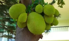 Nangka Muda Anti Basi! Trik Jitu Menyimpan agar Tetap Segar dan Enak Dimakan Kapan Saja!