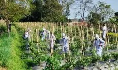 Tingkatkan Produktivitas Pertanian di Kabupaten Bogor, Distanhorbun Kedepankan Program PHT