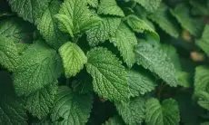 Perawatan Kulit Alami: Manfaat Lemon Balm untuk Kesehatan Kulit Anda