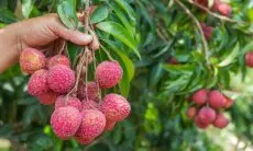 Tak Hanya Buahnya, Biji Lychee Ternyata Kaya Manfaat Kesehatan