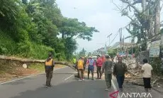 Waspada Bencana di Musim Hujan,  BPBD Cianjur Tebang Pohon Rawan Tumbang