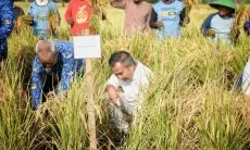 Bey Optimistis Jabar Capai Target Produksi Gabah Kering Giling  