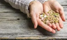 6 Biji-bijian Sehat yang Bisa Menjadi Kunci Diet Seimbang dan Tubuh Bugar
