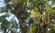 Amankan Jaringan Listrik Jelang Nataru, PLN Rutin Gelar Pangkas Pohon Dekat Jaringan
