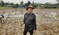Kegiatan Perdana Setelah Pilkada 2024, KDM Kembali Tanam Padi Organik di Lembur Pakuan 