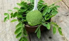 Rahasia Kesehatan dari Daun Kelor, Bubuk Moringa dan Segudang Manfaatnya