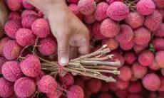 Beragam Manfaat Kesehatan dari Buah Leci yang Perlu Anda Ketahui
