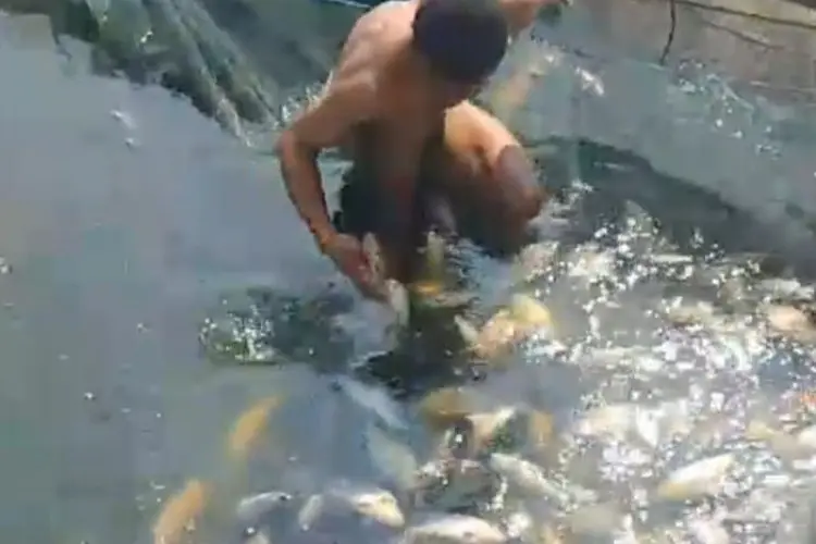 Dilanda Cuaca Ekstrem, 15 Ton Ikan di KJA Perairan Waduk Saguling Mati Mendadak