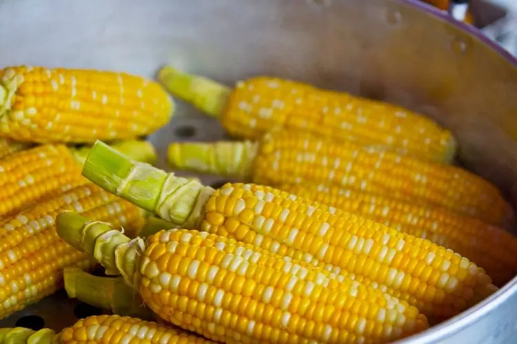 Mau Jagung Rebus Super Manis dan Harum? Coba Trik Ampuh Ini, Dijamin Nggak Nyesel!