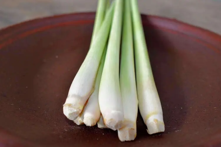 Mau Masakan Selalu Sedap? Begini Cara Simpan Serai Agar Tahan Lama dan Wangi