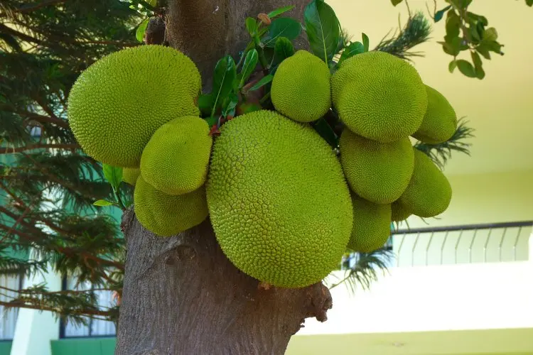 Nangka Muda Anti Basi! Trik Jitu Menyimpan agar Tetap Segar dan Enak Dimakan Kapan Saja!