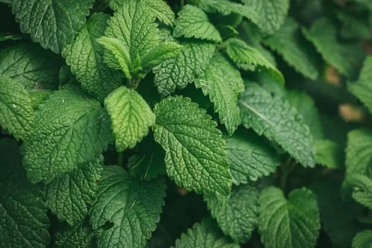 Perawatan Kulit Alami: Manfaat Lemon Balm untuk Kesehatan Kulit Anda