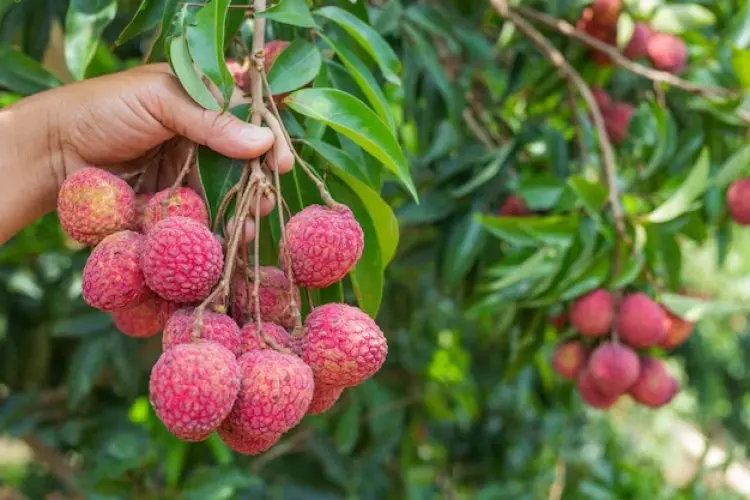 Tak Hanya Buahnya, Biji Lychee Ternyata Kaya Manfaat Kesehatan