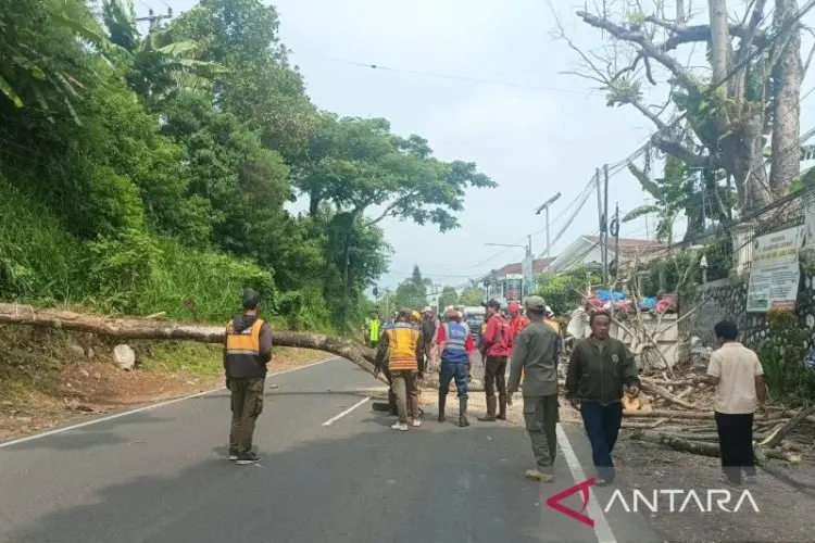 Waspada Bencana di Musim Hujan,  BPBD Cianjur Tebang Pohon Rawan Tumbang