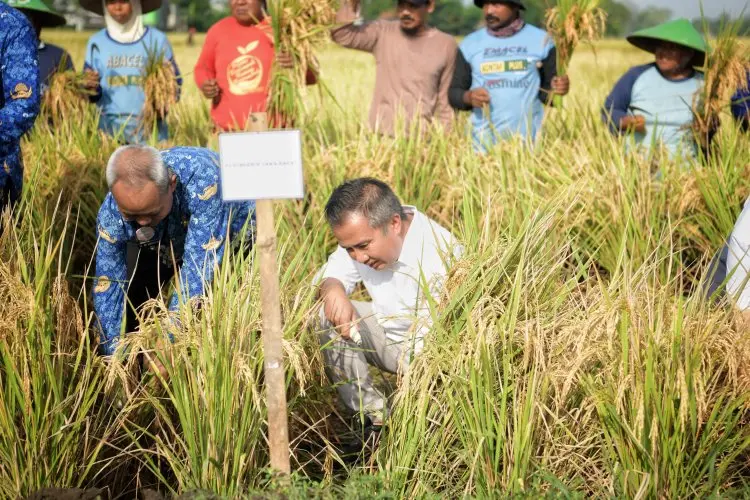 Bey Optimistis Jabar Capai Target Produksi Gabah Kering Giling  