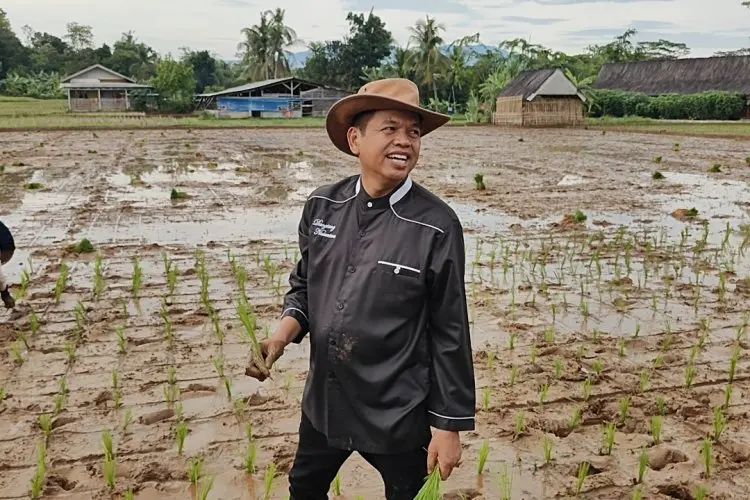Kegiatan Perdana Setelah Pilkada 2024, KDM Kembali Tanam Padi Organik di Lembur Pakuan 