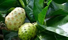 Ini Segudang Manfaat Buah Mengkudu Matang yang Jarang Diketahui
