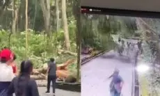 Viral Detik-detik Pohon Raksasa Tumbang di Monkey Forest Ubud hingga Tewaskan 2 Turis Asing