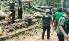 Kronologi Pohon Raksasa Tumbang di Monkey Forest Ubud dan Tewaskan 2 WNA