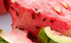Bosan Makanan Dikerubuti Semut? Coba Trik Sederhana Ini, Dijamin Ampuh Bikin Semut Minggat!