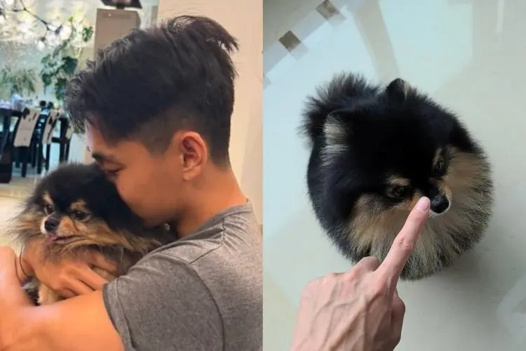 V BTS Umumkan Kehilangan Anjing Peliharaannya Yeontan yang Terkenal di Kalangan ARMY
