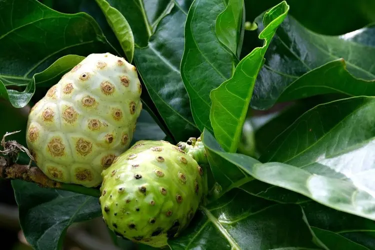Ini Segudang Manfaat Buah Mengkudu Matang yang Jarang Diketahui