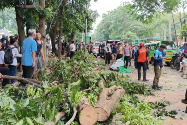 Disperumkim Kota Bogor Konsisten Pangkas Pohon saat Musim Hujan, Begini Imbauannya