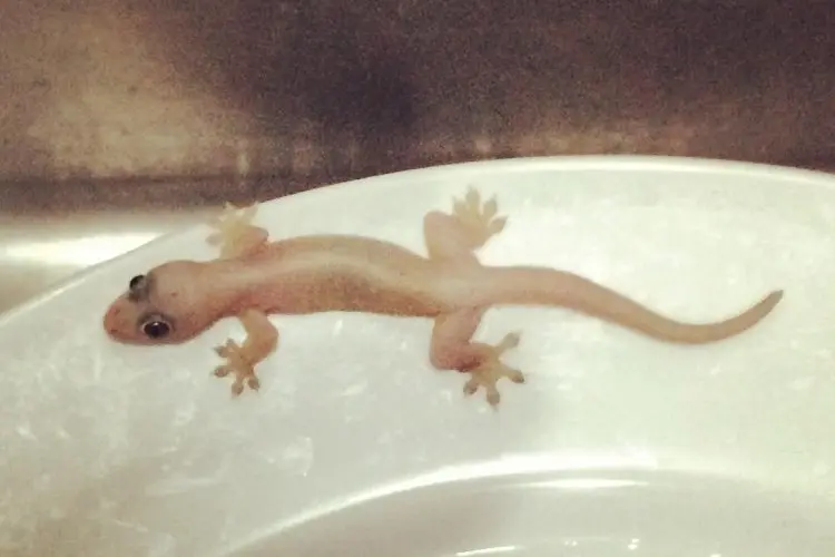 Usir Cicak dengan Bahan Dapur Sederhana? Ini Rahasianya yang Bikin Rumah Jadi Nyaman!