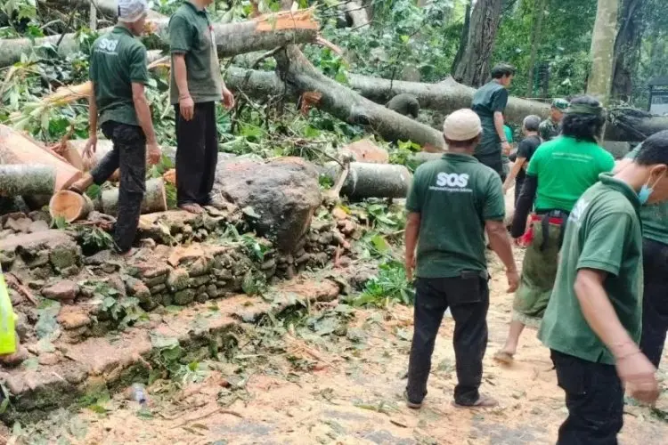 Kronologi Pohon Raksasa Tumbang di Monkey Forest Ubud dan Tewaskan 2 WNA