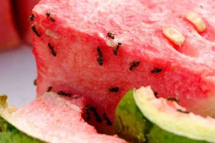 Bosan Makanan Dikerubuti Semut? Coba Trik Sederhana Ini, Dijamin Ampuh Bikin Semut Minggat!