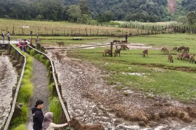 Bumi Perkemahan Rancaupas Tempat Kemping di Kabupaten Bandung yang Selalu Bikin Kangen Pengunjung untuk Kembali