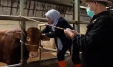 Cegah Penularan PMK, DKPP Kota Bandung Vaksin Ratusan Ekor Sapi