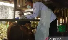 Gerak Cepat Pemkab Cirebon Tangani 38 Ekor Sapi Terpapar PMK