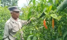 Hasil Panen Melimpah, Harga Cabai Rawit Merah Berangsur Turun