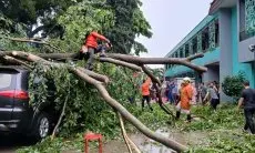 Pohon Tumbang di Halaman SMKN 3 Kota Bogor,  Dua Motor dan Lima Mobil Alami Kerusakan