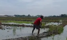 Distan Kabupaten Cirebon, Ungkap Tantangan di Cirebon Lindungi Sawah dari Bisnis Kavling