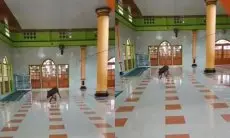 Heboh Babi Hutan Masuk Masjid di Cianjur hingga Buat Panik Warga