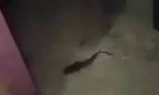 Viral Ikan-ikan Masuk Rumah Saat Banjir di Kalideres