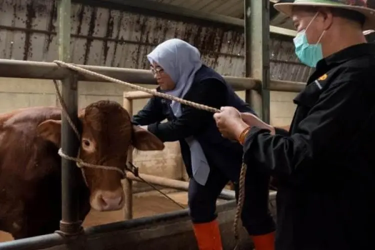 Cegah Penularan PMK, DKPP Kota Bandung Vaksin Ratusan Ekor Sapi