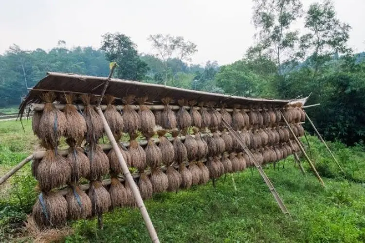 Padi Huma, Antara Budaya, Spiritual dan Ekonomi