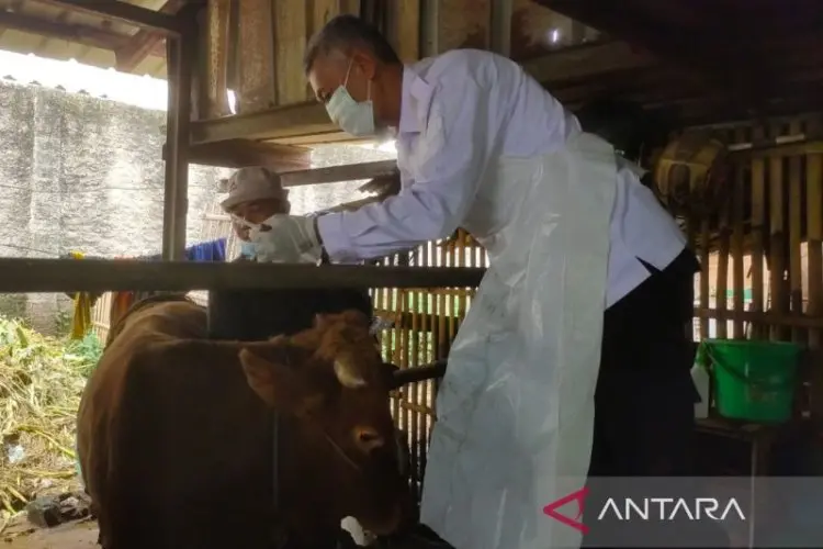 Gerak Cepat Pemkab Cirebon Tangani 38 Ekor Sapi Terpapar PMK