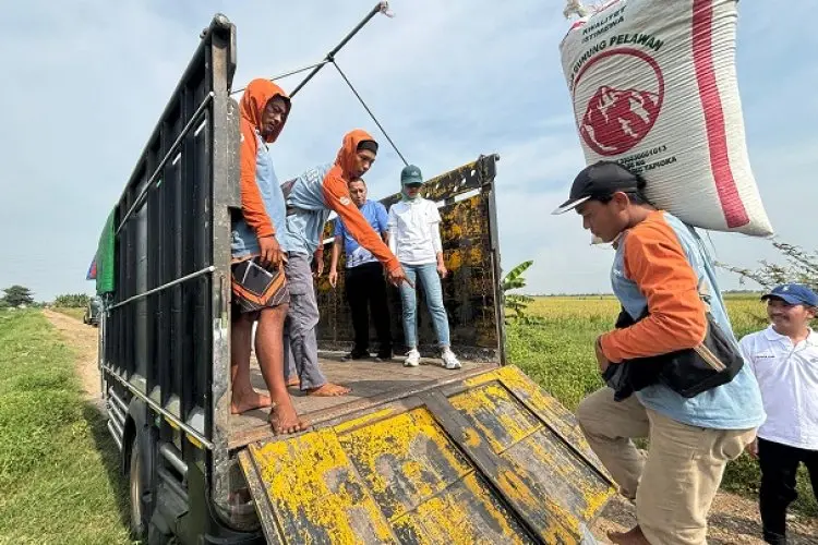 Dengan HPP Baru, Bulog Jabar Siap Serap Gabah Beras Petani Lokal Berapa pun Target yang Ditentukan Pusat